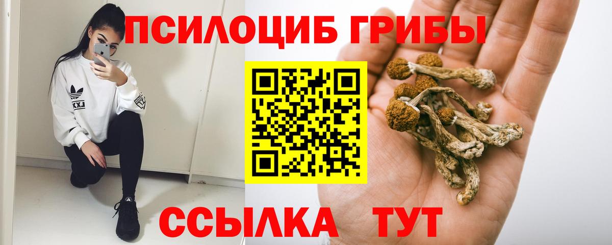 Псилоцибиновые грибы Cubensis  Вход с VPN  Красногорск 